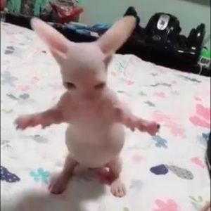 Meet your Posher, Alexandra